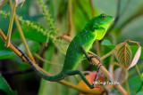 (Bronchocela cristatella) Green Crested Lizard