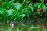(Varanus salvator) Water Monitor