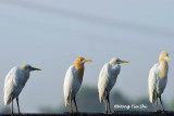 <i>(Ardea ibis)</i> <br />Cattle Egret