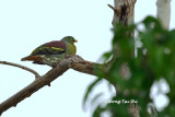 <i>(Treron curvirostra )</i><br />Thick-billed Green Pigeon ♂