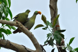 <i>(Treron curvirostra )</i><br />Thick-billed Green Pigeon