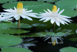 (Nymphaea pubescens)Hairy Water Lily