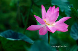 (Nelumbo nucifera)Lotus