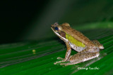 (Rana chalconota)White-lipped Frog