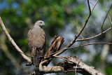 <i>(Ichthyophaga humilis)</i><br />Lesser Fish-eagle