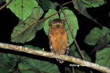 <i>(Bubo ketupu)</i><br /> Buffy Fish Owl