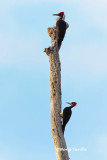 <i>(Dryocopus javensis)</i><br />White-bellied Woodpecker ♂♀