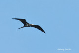 <i>(Fregata ariel ariel)</i><br /> Lesser Frigatebird
