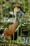 <i>(Dendrocygna arcuata arcuata)</i> <br />Wandering Whistling Duck