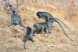 <i>(Macaca fascicularis)</i><br />Long-tailed Macaque