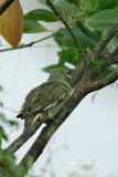 <i>(Treron vernans vernans)</i><br />Pink-necked Green Pigeon ♀
