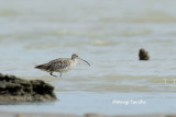 <i>(Numenius arquata)</i> <br />Eurasian Curlew