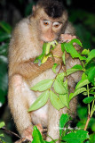 <i>(Macaca nemestrina)</i><br />Pig-tailed Macaque