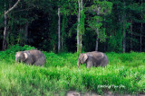 <i>(Elephas maximus borneensis)</i><br /> Borneo Pygmy Elephant