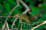 <i>(Tupaia minor)</i> <br />Lesser Treeshrew