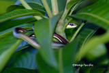 <i>(Dendrelaphis caudolineatus)</i><br /> Striped Bronzeback Tree Snake