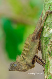 (Gonocephalus liogaster) Blue-eyed Angle-headed Lizard ♂