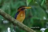<i>(Actenoides concretus)</i> <br />Rufous-collared Kingfisher ♂