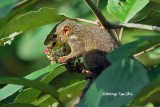 <i>(Tupaia gracilis)</i> <br />Slender Treeshrew