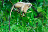 (Presbytis rubicunda)Maroon Langur