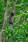 <i>(Varanus rudicollis)</i><br /> Tree Monitor