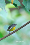 <i>(Prionochilus xanthopygius)</i><br />*Yellow-rumped Flowerpecker ♀