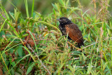 <i>(Centropus bengalensis)</i> <br />Lesser Coucal
