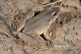 <i>(Limnonectes leporinus)</i><br />Giant River Frog