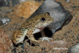 (Limnonectes kuhlii) Kuhl's Creek Frog