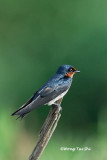 <i>(Hirunda tahitica)</i><br /> Pacific Swallow