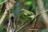 <i>(Prionochilus maculatus)</i> <br />Yellow-breasted Flowerpecker