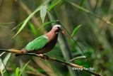 <i>(Chalcopaps indica indica)</i><br /> Asian Emerald Dove ♂