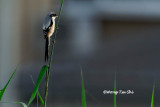 <i>(Lanius schach bentet)</i> <br />Long-tailed Shrike