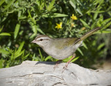 Olive Sparrow-4-SoTex.jpg