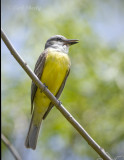 Couchs Kingbird -2 SoTex.jpg