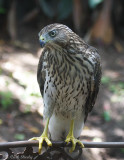 Coopers1396.jpg