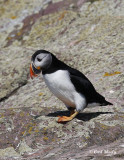 Atlantic Puffin-5