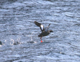 Black Guillemot-2.jpg
