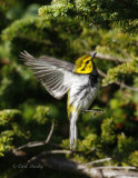 BlackThroatedGreenWarbler0314.jpg