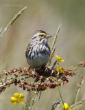 SavannahSparrow0382.jpg