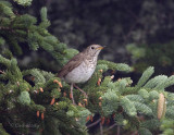 Bicknells Thrush0734.jpg