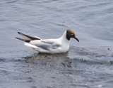 BlackHeadedGull0806.jpg