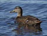 Black Duck0642.jpg