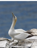 Northern Gannet0065.jpg