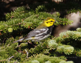 BlackThroatedGreenWarbler0337.jpg