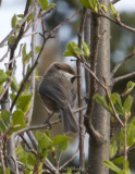 Boreal Chickadee-2.jpg
