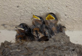 BarnSwallow-2.jpg