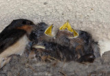 BarnSwallow=3.jpg