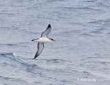Manx Shearwater-1.jpg