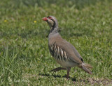 Chuckar1108.jpg